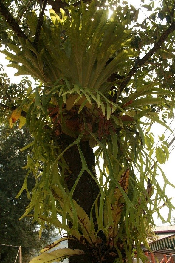 Platycerium coronarium