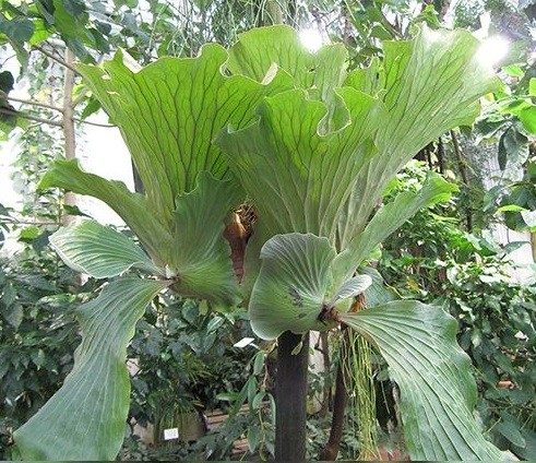 Platycerium elephantotis staghorn fern