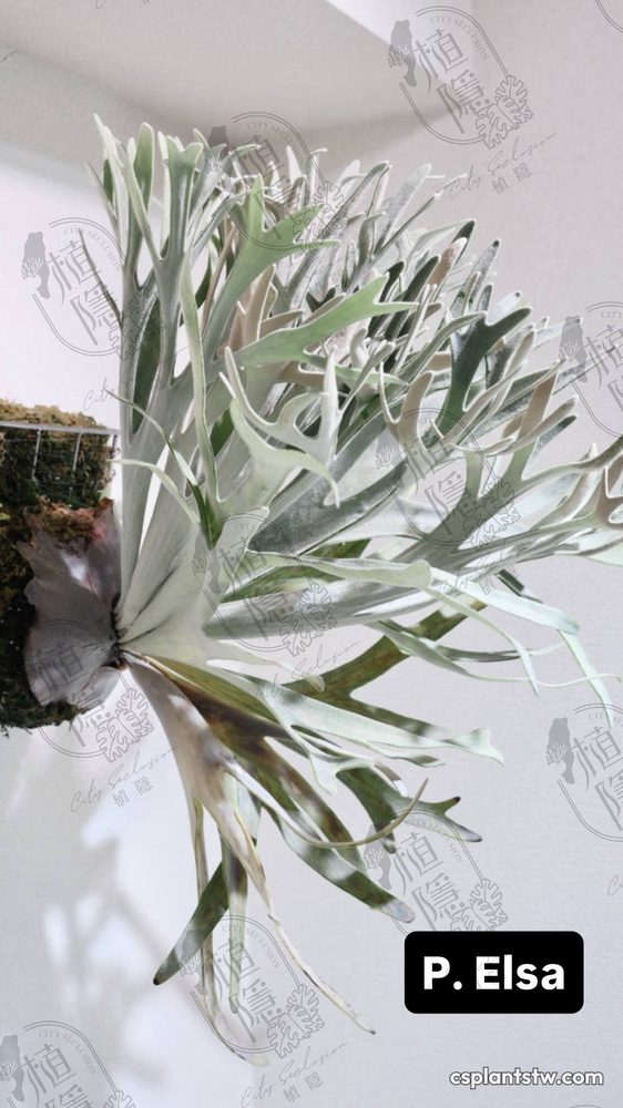 Platycerium 'Elsa' staghorn fern