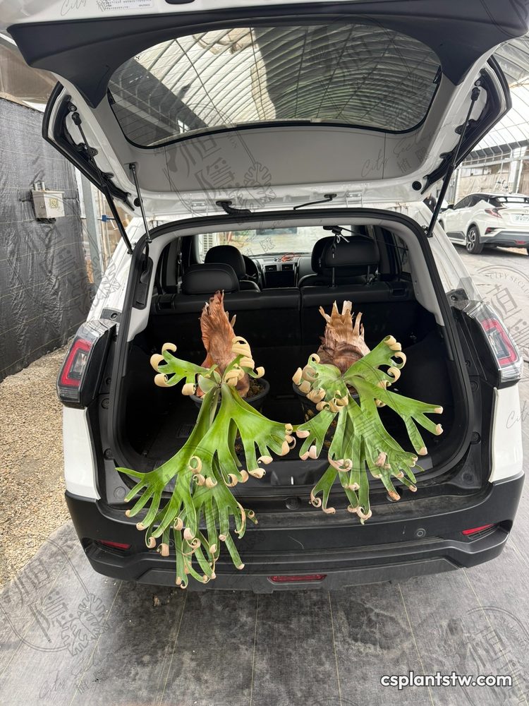Platycerium 'Foong SiQi' staghorn fern