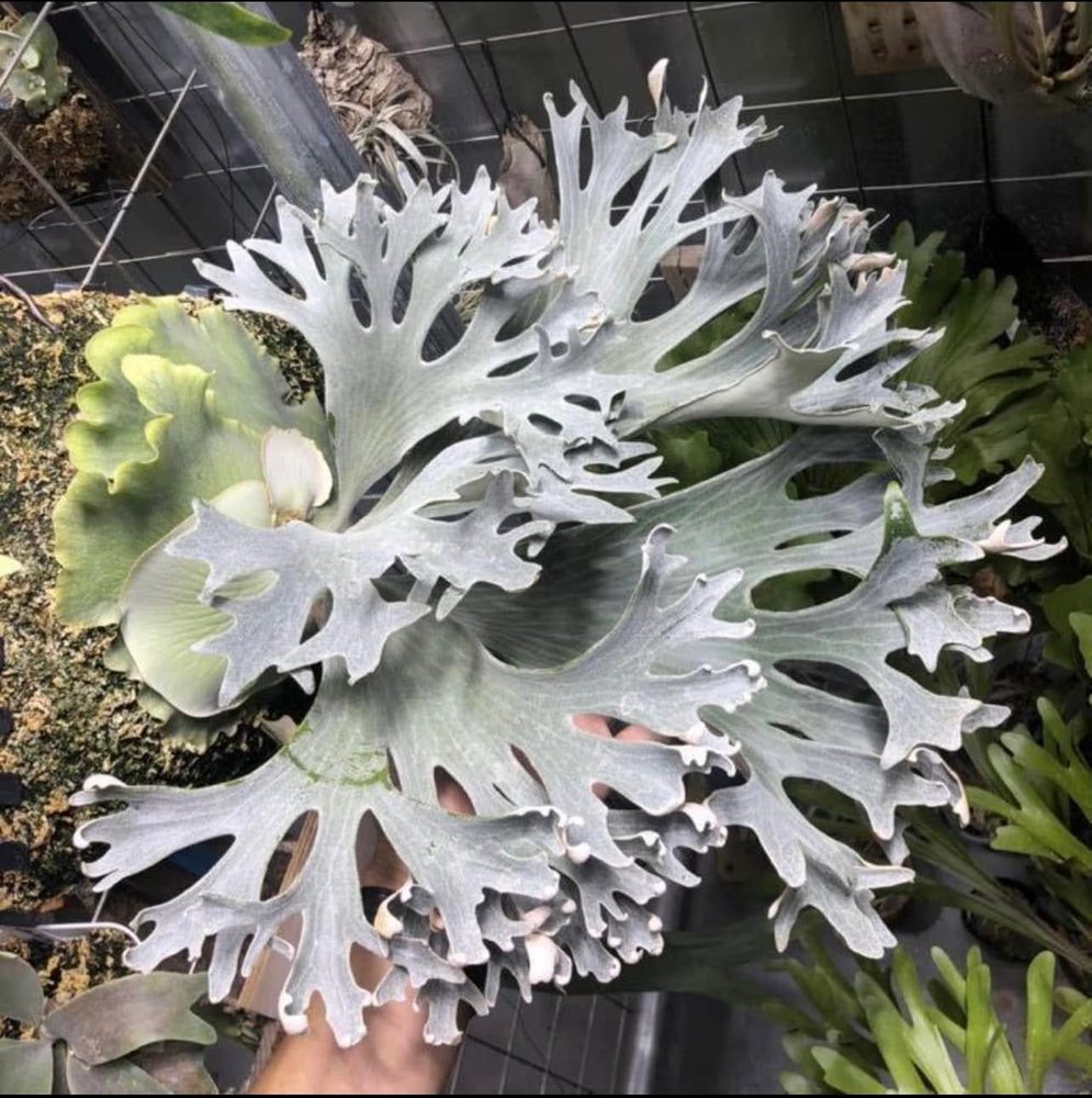 Platycerium 'Ginka' staghorn fern