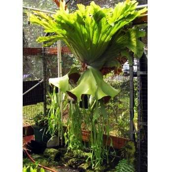 Platycerium grande staghorn fern