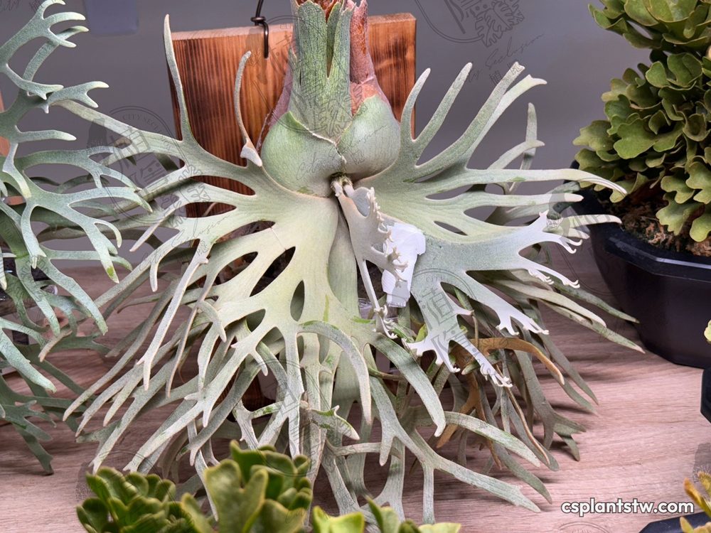 Platycerium 'Jade Girl' staghorn fern