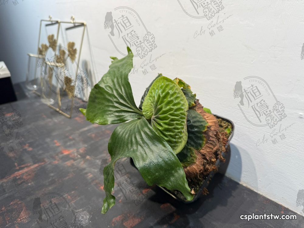 Platycerium madagascariense staghorn fern
