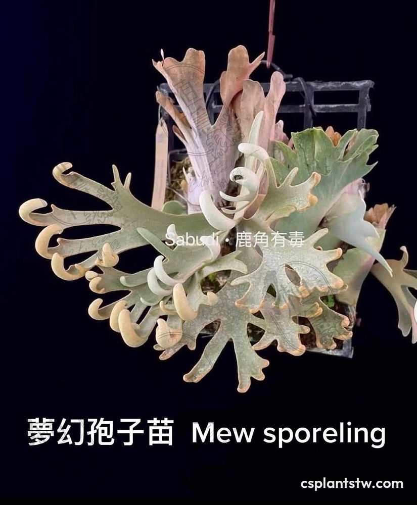 Platycerium 'Mew' staghorn fern