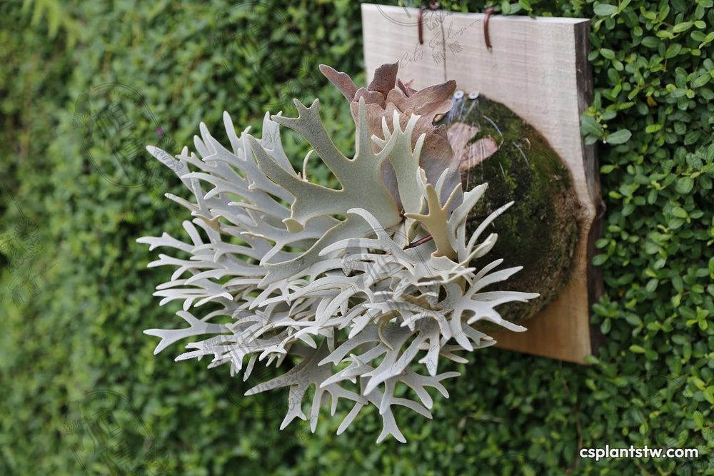 Platycerium 'Nano' staghorn fern