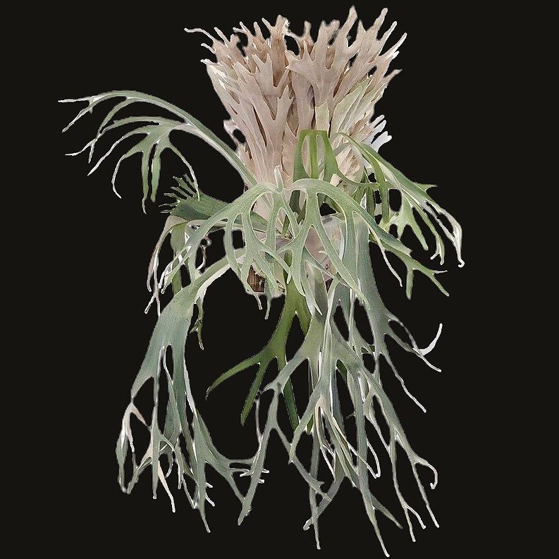 Platycerium 'North Monkey'