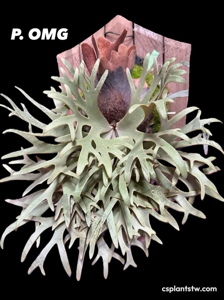 Platycerium 'OMG' staghorn fern