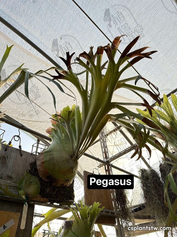 Platycerium 'Pegasus' staghorn fern