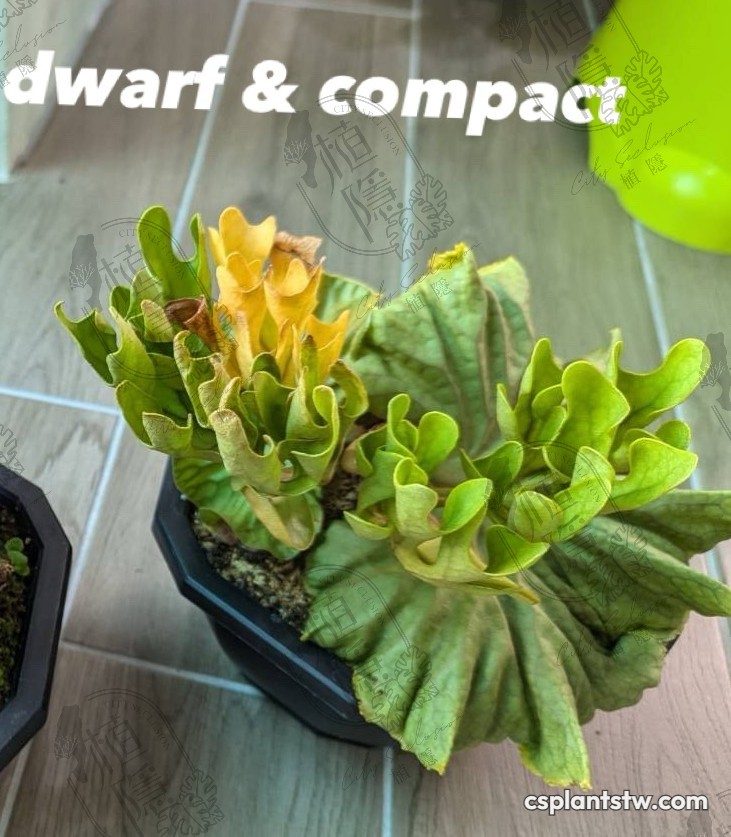Platycerium ridleyi 'Dwarf & Compact' staghorn fern