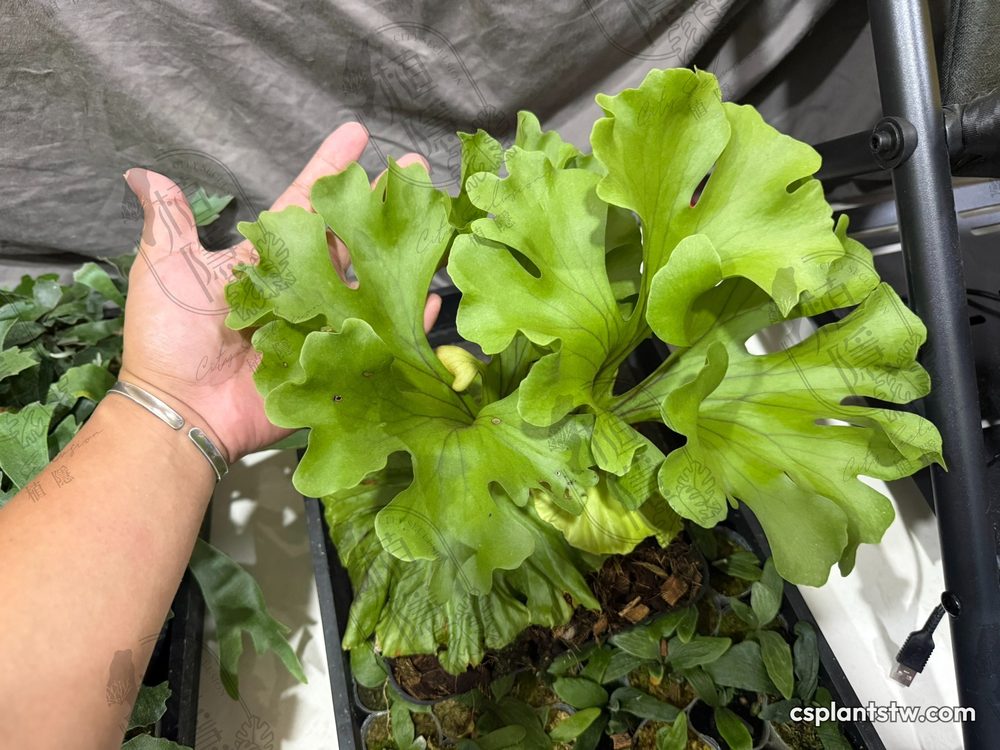 Platycerium ridleyi 'Monkey King' staghorn fern