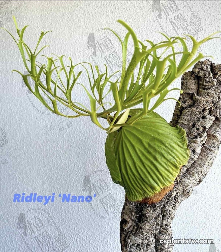 Platycerium ridleyi 'Nano' staghorn fern