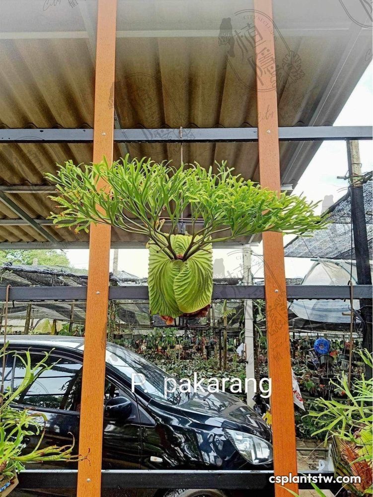 Platycerium ridleyi 'Pakarang' staghorn fern