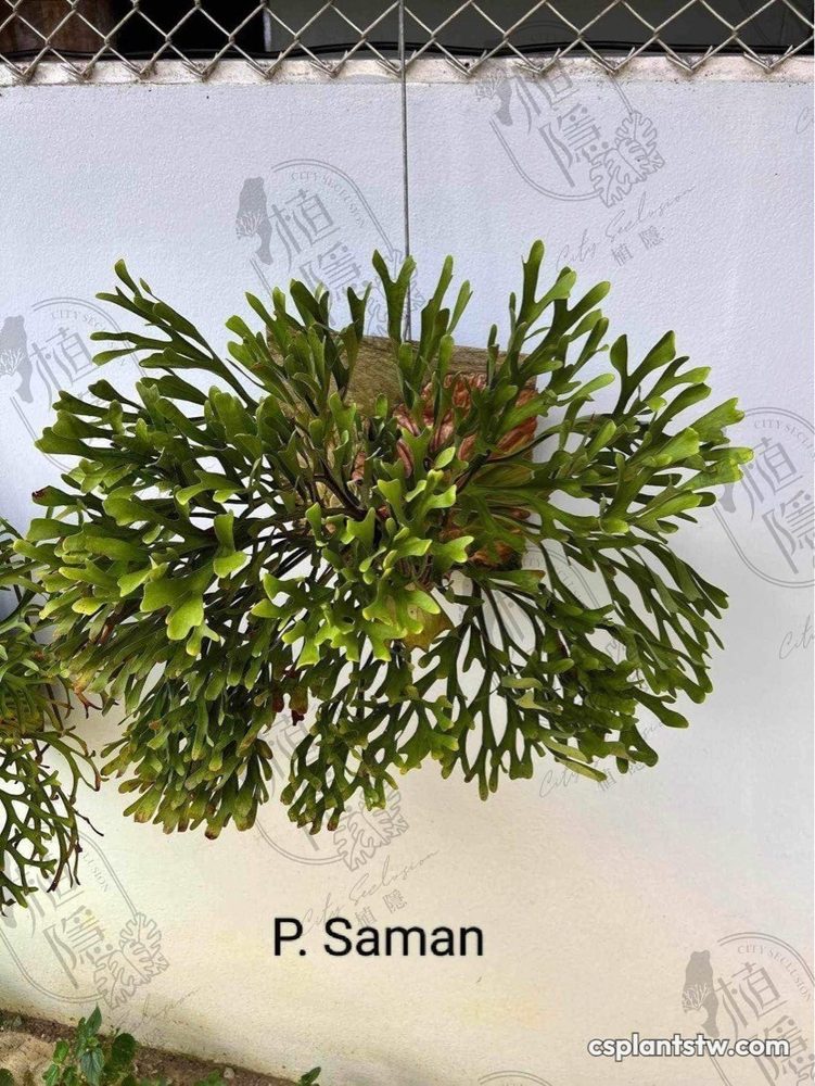 Platycerium ridleyi 'Saman' staghorn fern