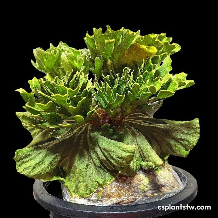 Platycerium ridleyi 'Silver Dwarf' staghorn fern