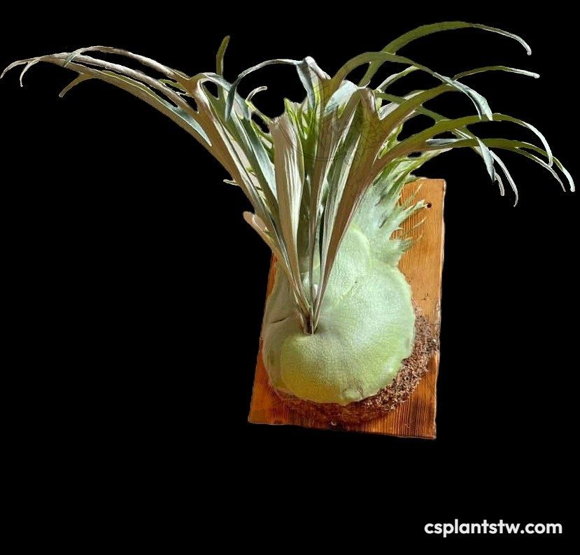 Platycerium 'Rydeen' staghorn fern