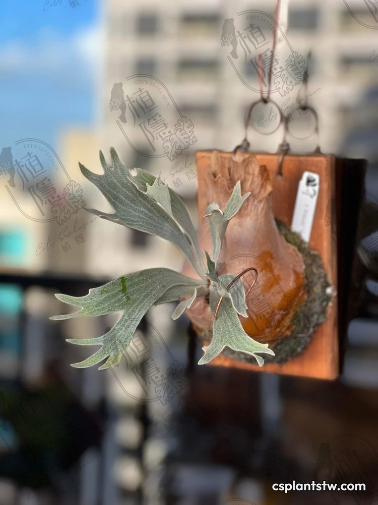 Platycerium 'Spur' staghorn fern