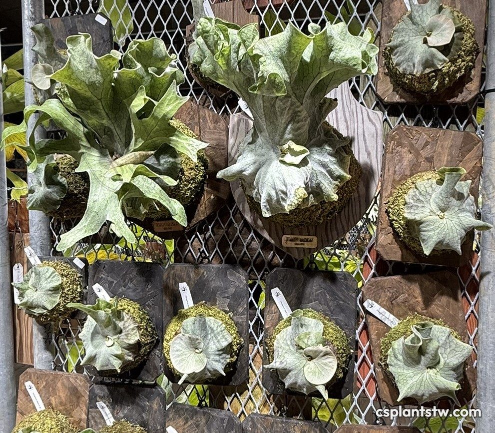 Platycerium superbum 'Dwarf' staghorn fern