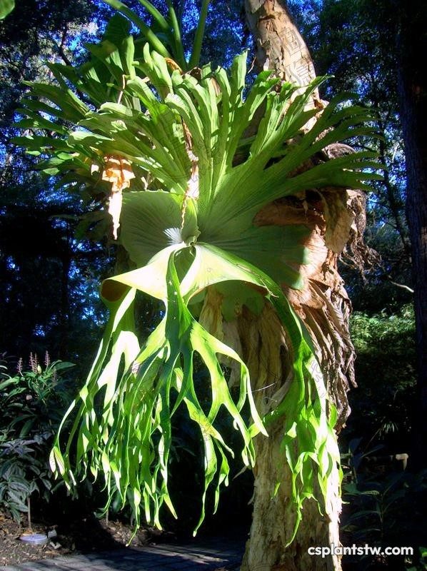 Platycerium superbum staghorn fern