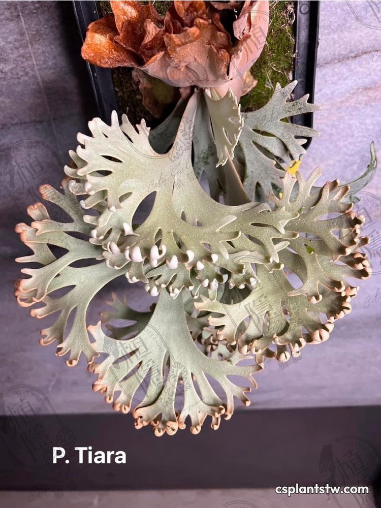 Platycerium 'Tiara' staghorn fern