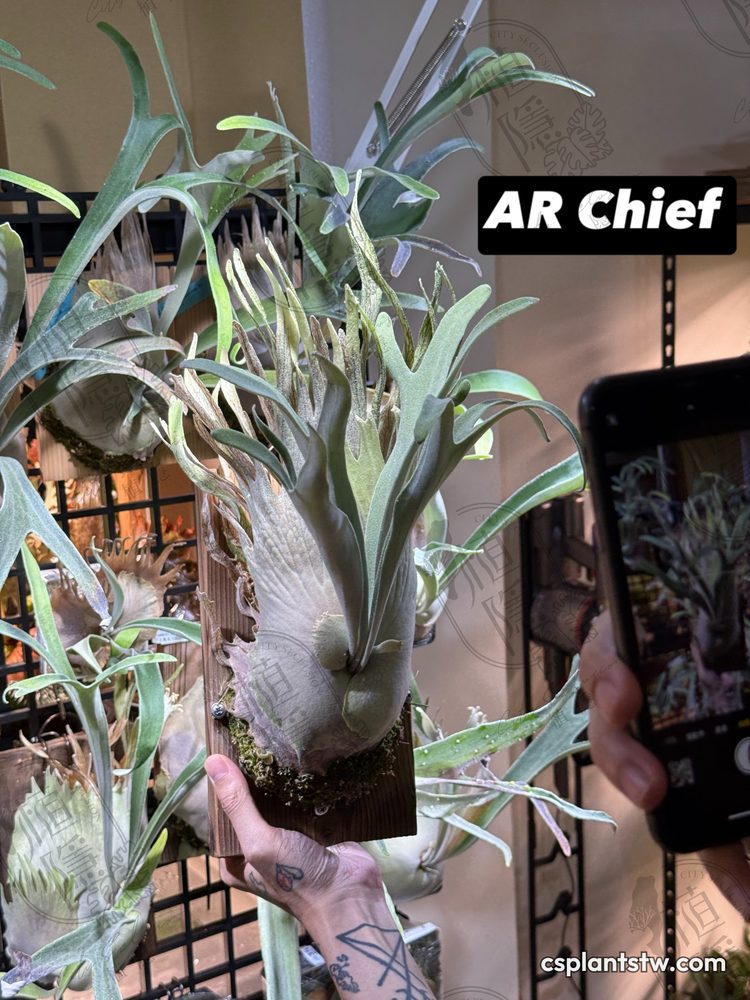 Platycerium veitchii 'AR Chief' staghorn fern