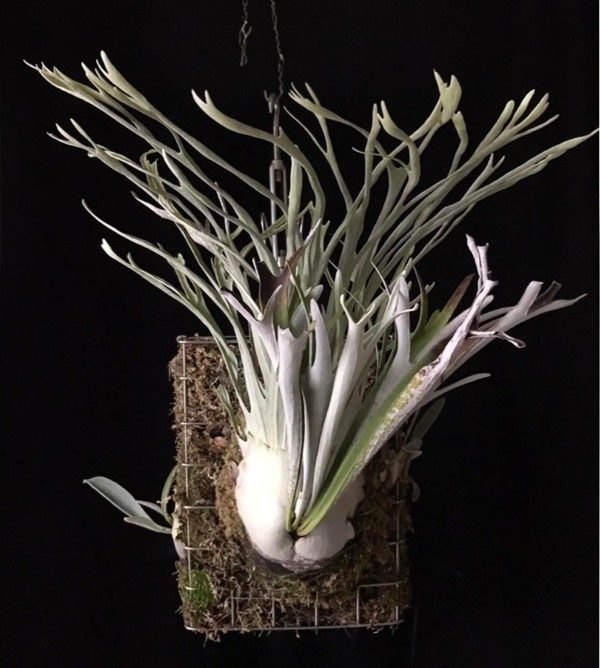 Platycerium veitchii 'Auburn River' staghorn fern