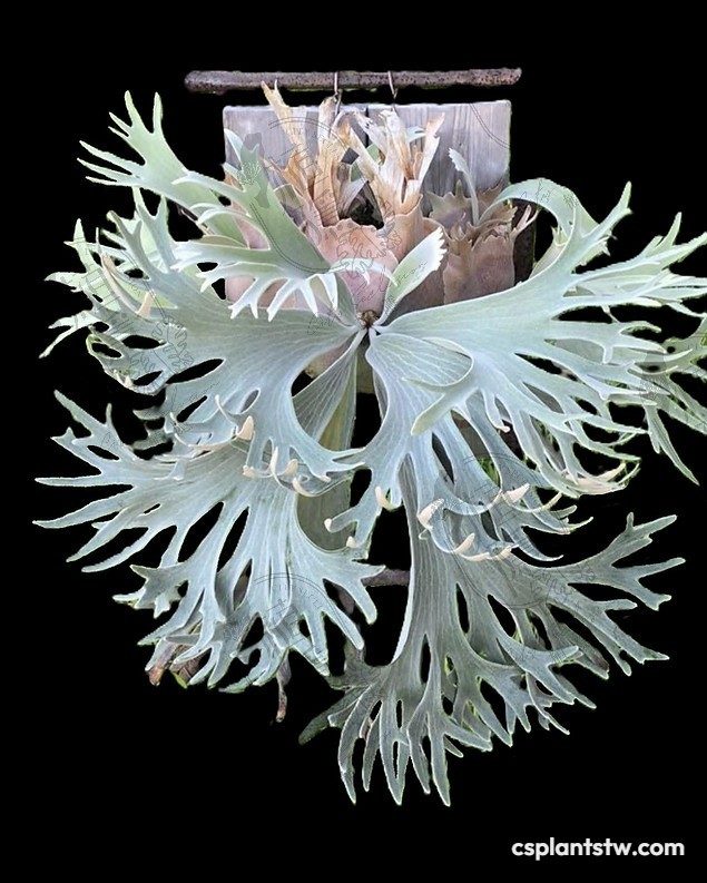 Platycerium veitchii 'Celso Tatsuta' staghorn fern