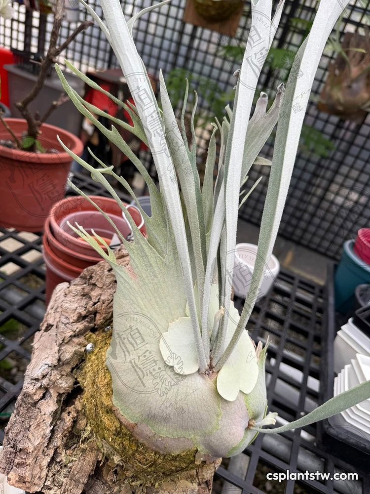 Platycerium veitchii 'High Finger' staghorn fern