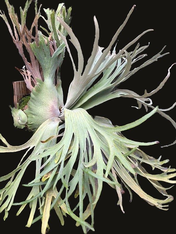 Platycerium veitchii 'Pedro Tatsuta' staghorn fern