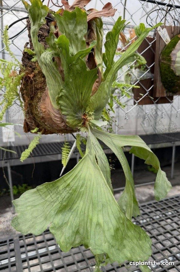 Platycerium wandae 'Dwarf Curving' staghorn fern