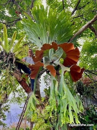 Platycerium wandae staghorn fern
