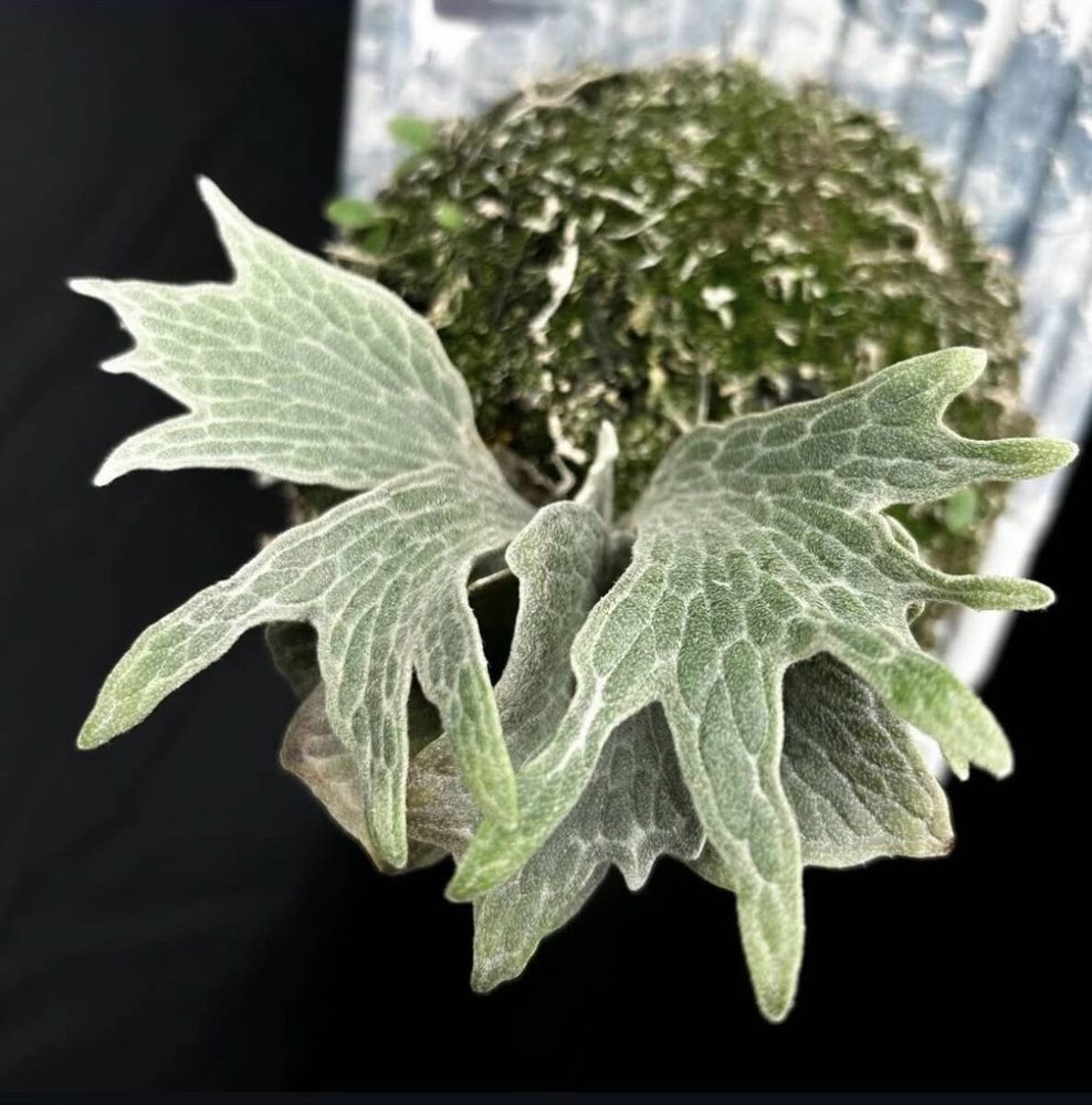 Platycerium Watchara 'Fish Bone' staghorn fern