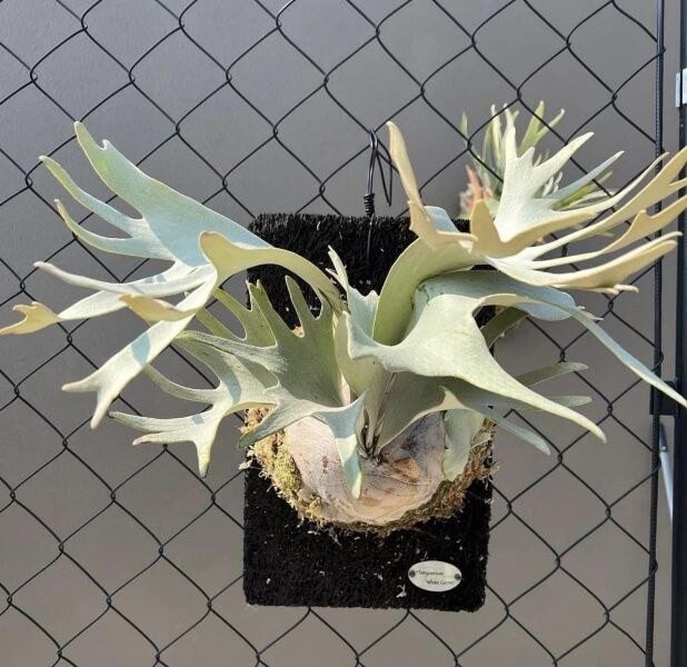 Platycerium 'White Gizmo' staghorn fern