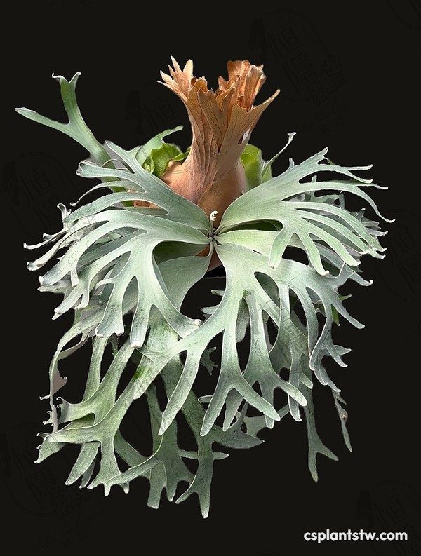 Platycerium willinckii 'Banna A' staghorn fern