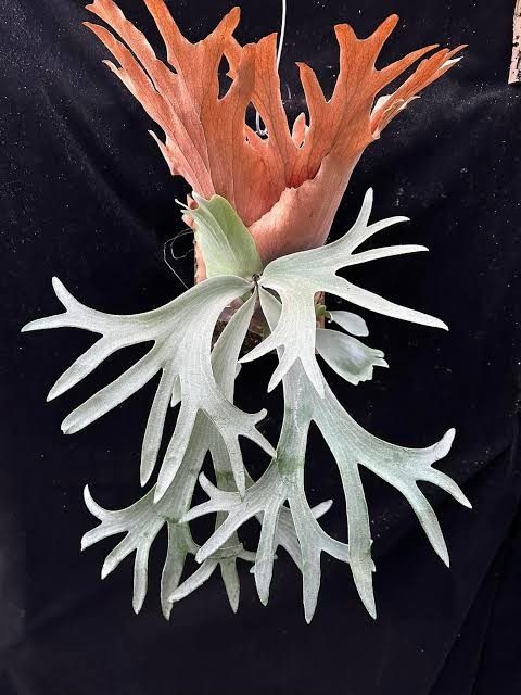 Platycerium willinckii 'Harvest Moon' staghorn fern