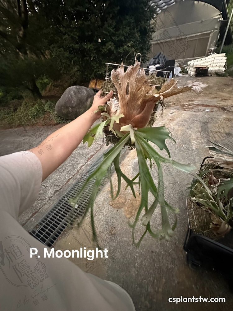 Platycerium willinckii 'Moonlight' staghorn fern