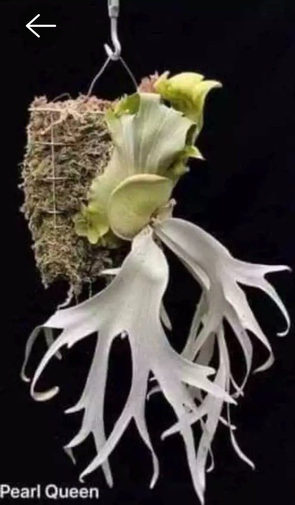 Platycerium willinckii 'Pearl Queen' staghorn fern