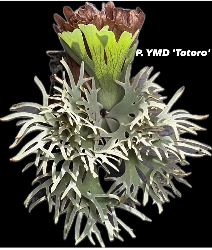 Platycerium Yellow Moon Dwarf 'Totoro' staghorn fern