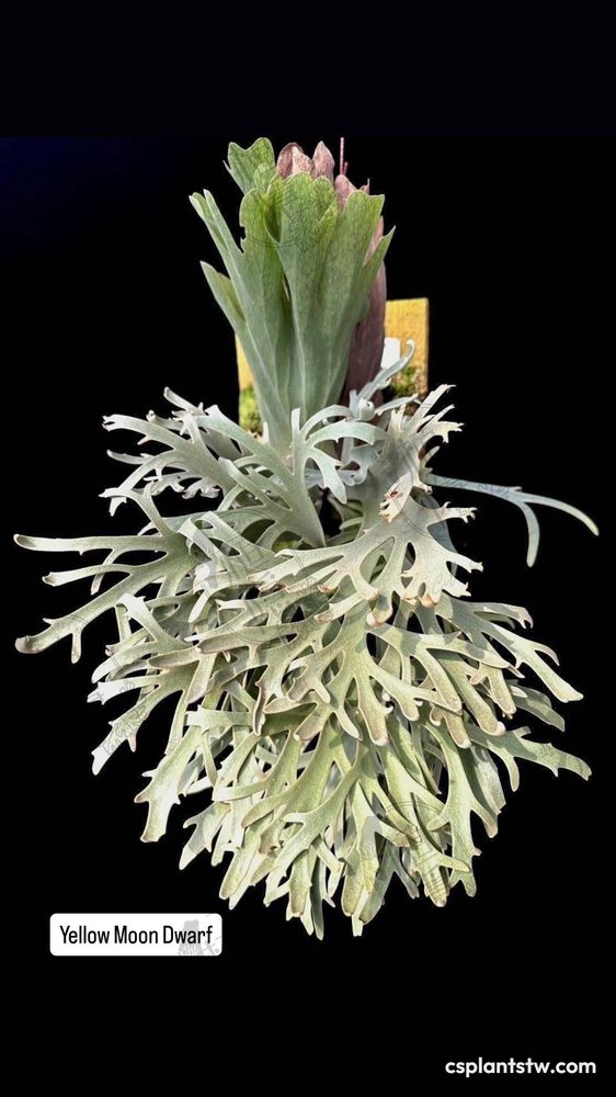 Platycerium Yellow Moon Dwarf staghorn fern