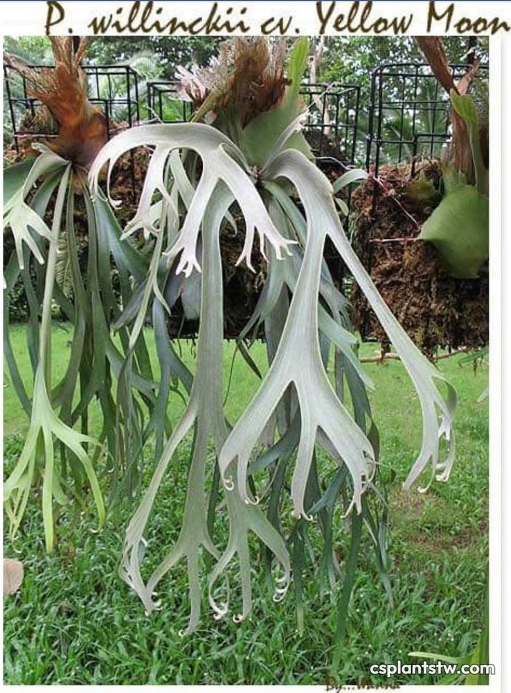 Platycerium 'Yellow Moon' staghorn fern
